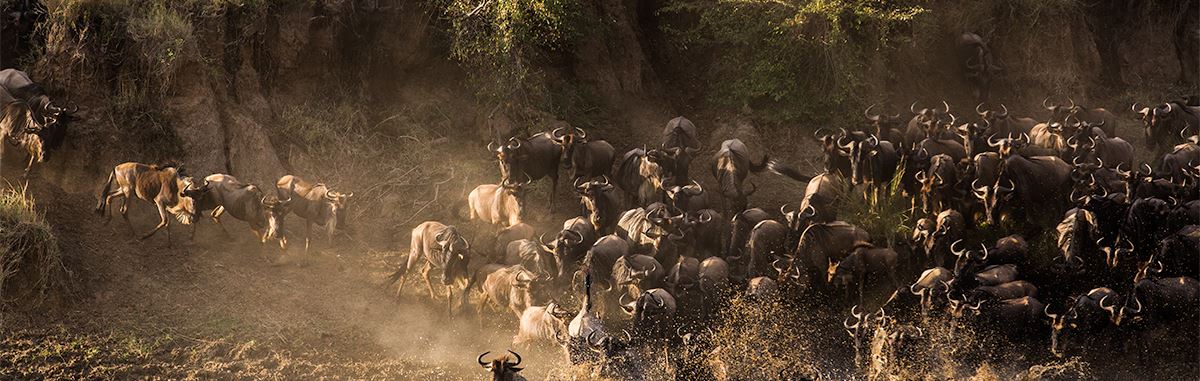 The Best Camps for the Great Migration