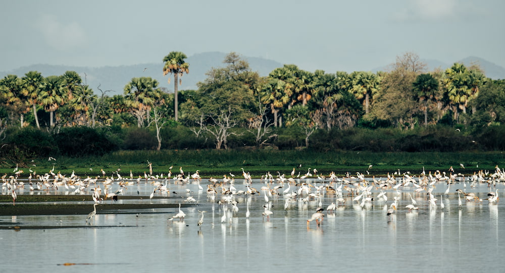 Waterbirds gather in abundance within the waterways of Nyerere National Park.