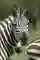 Olakira Camp Zebra Portrait