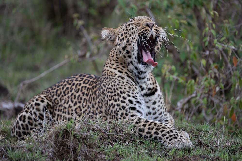A lazy leopard captured mid-yawn
