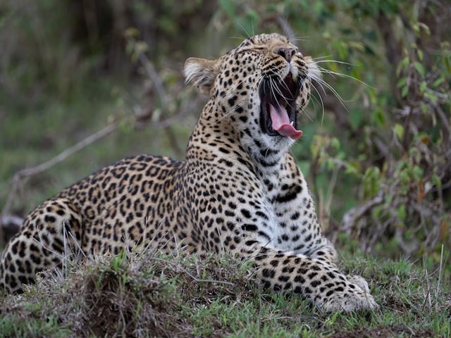 Naboisho Leopard