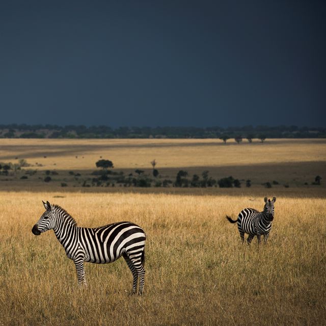 Kimondo Migration Camp Zebra
