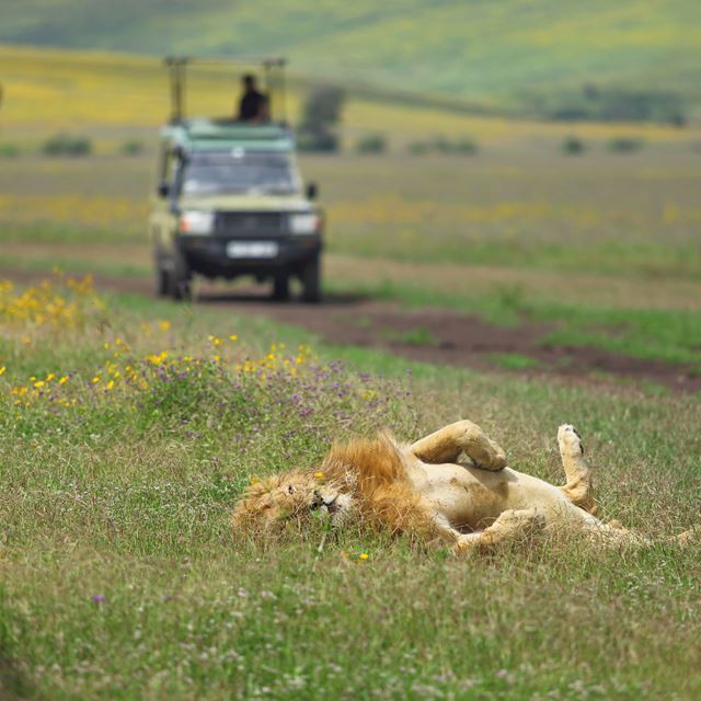 14. The Highlands Lion In Ngorongoro