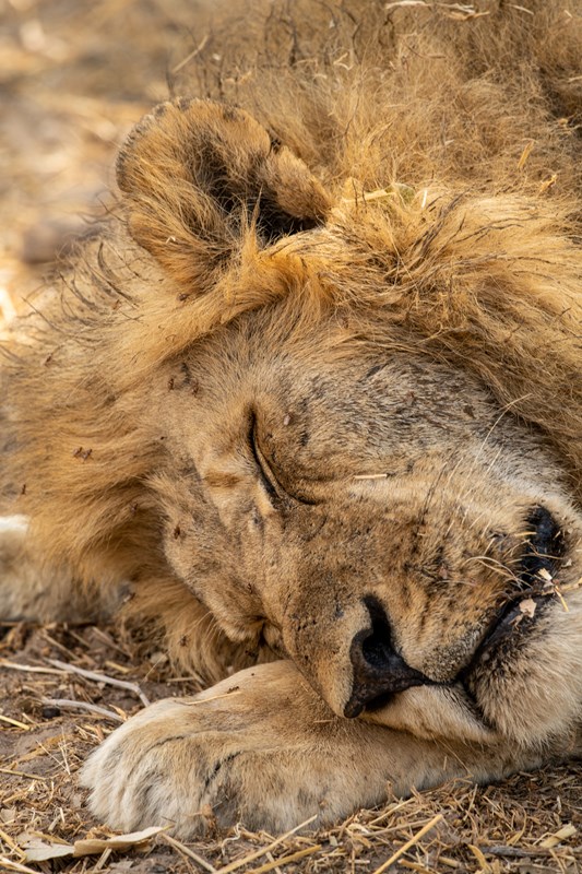 15. Kwihala Resting Lion