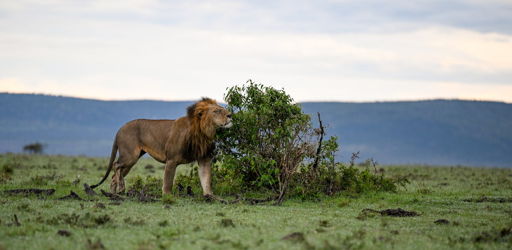 A male lion checks a bush for scent markings in the Mara Naboisho Conservancy