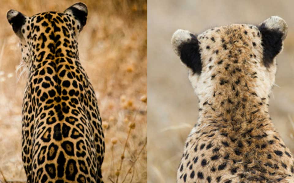 Leopard vs Cheetah: What's The Difference?