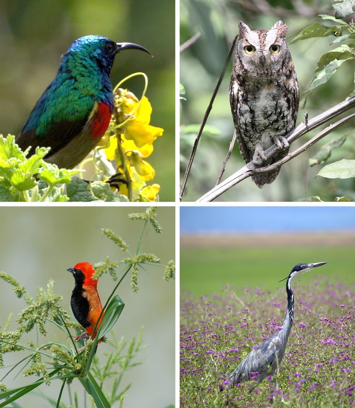 The abundance of food in the green season results in an influx of migratory species, adding to an already impressive bird list.