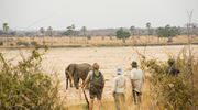 19. Kwihala Camp Walking Safari Ruaha National Park Escarpment Elephants Walking Safari Paul Joynson Hicks MR