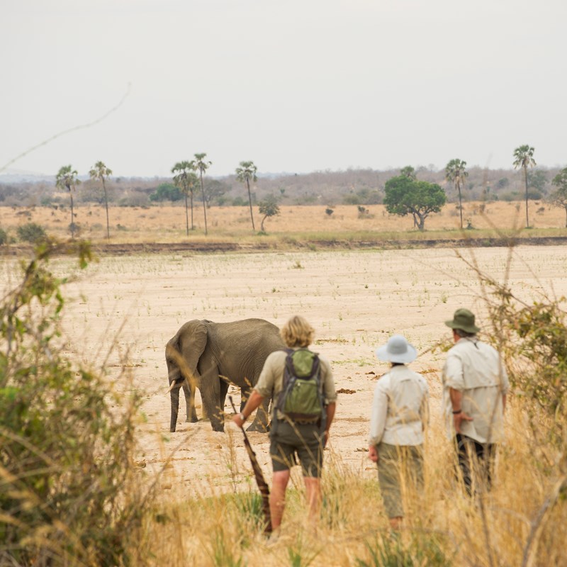 19. Kwihala Camp Walking Safari Ruaha National Park Escarpment Elephants Walking Safari Paul Joynson Hicks MR