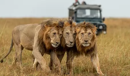 Big 5 Safari | Asilia Africa