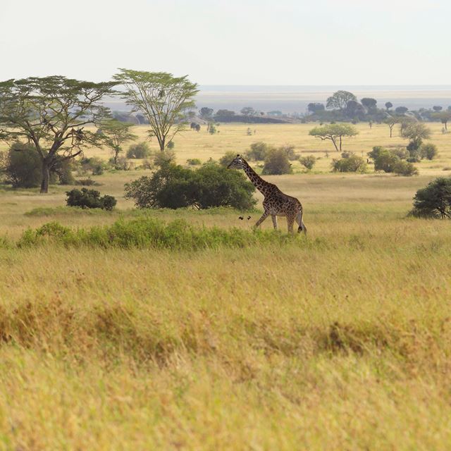 Dunia Giraffes In Serengeti Plains