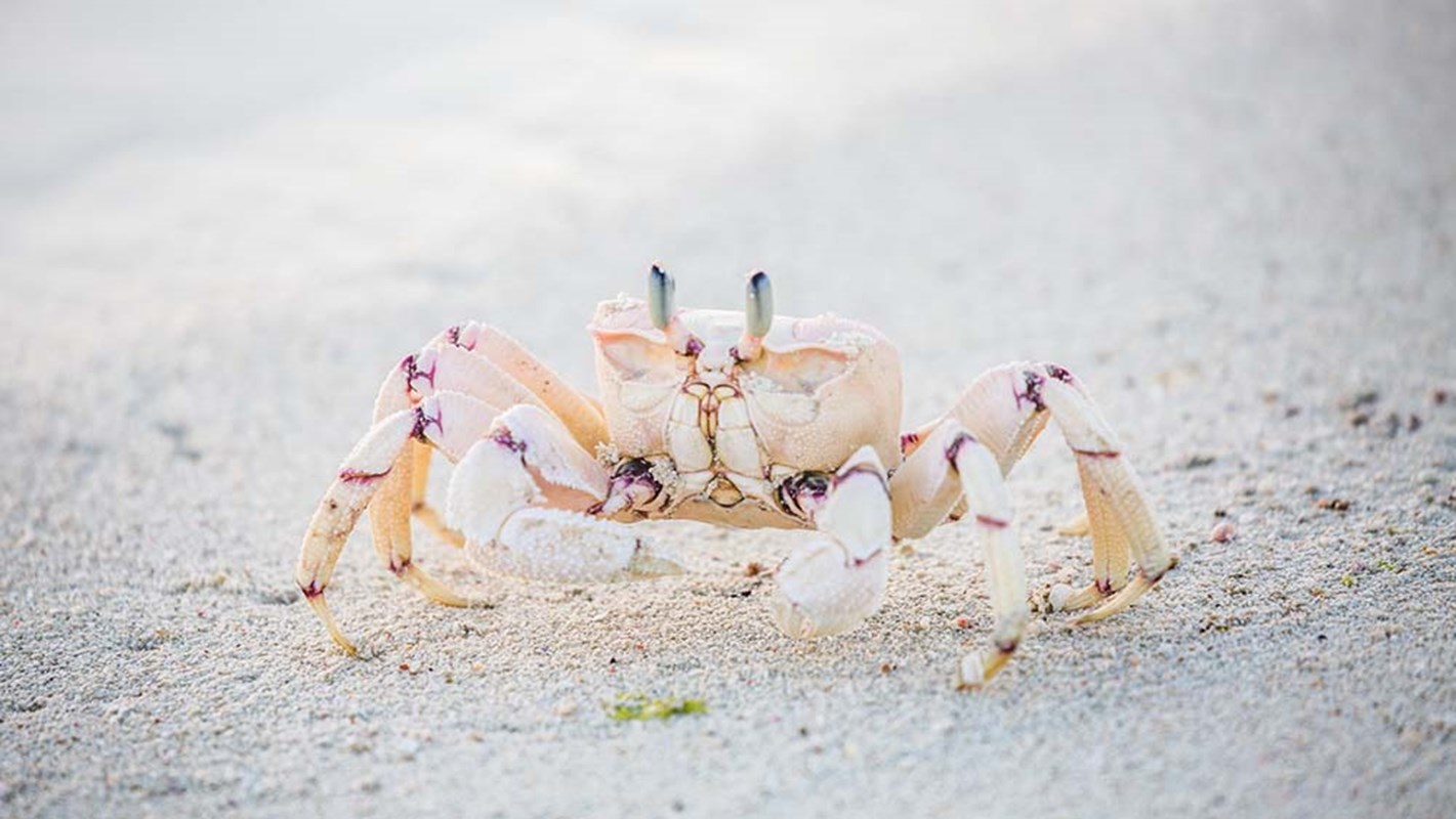 Fanjove Island Ghost Crab <5Mb