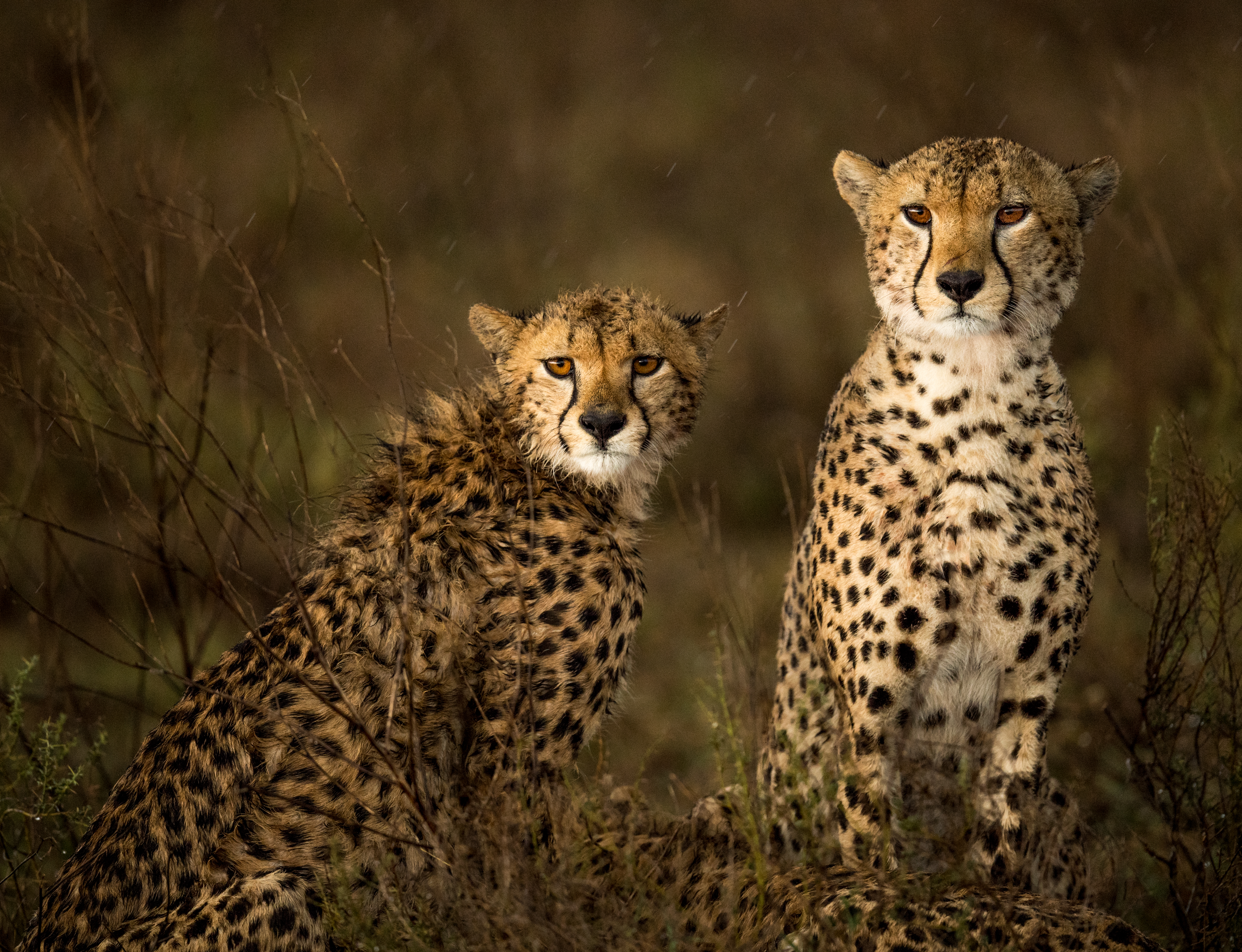 Two cheetahs in the rain