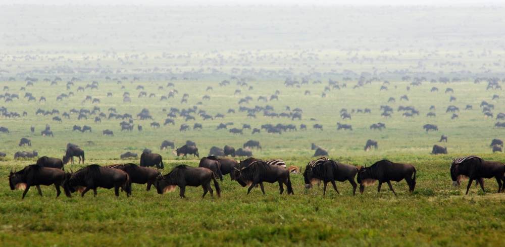 Wildebeest fill the open plains between December and March