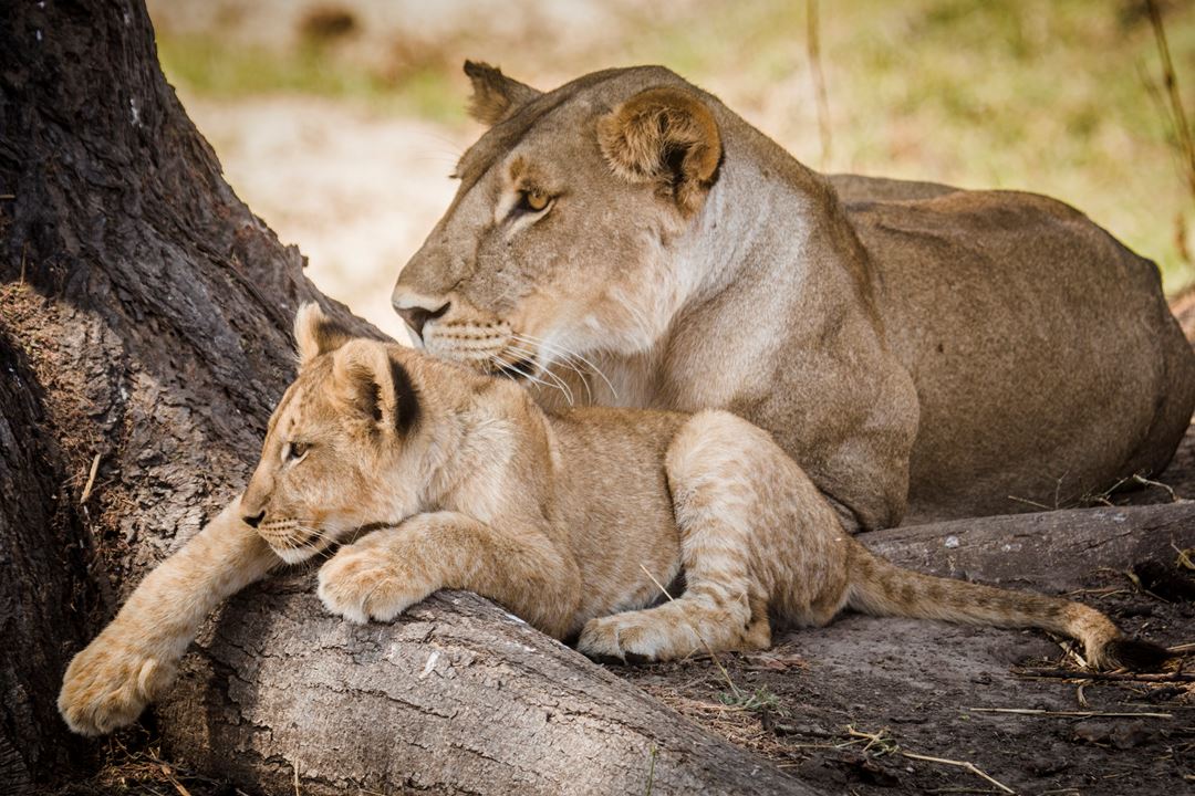 Ruaha National Park Lioness With Cub Down Eric Frank MR