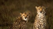 Eastern Serengeti Cheetah S In The Rain Namiri Plains Georgeturner