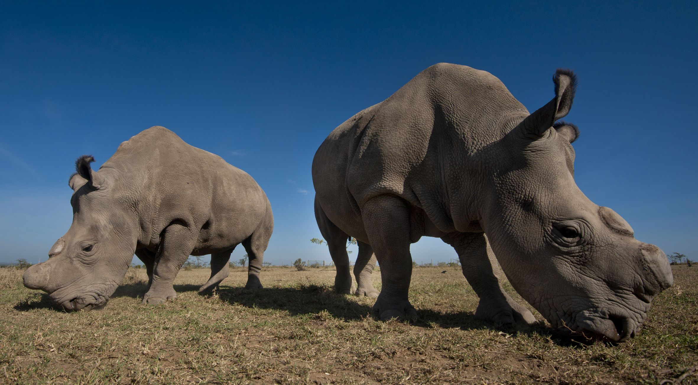 The rhinos of Ol Pejeta Conservancy
