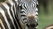 Olakira Camp Zebra Portrait