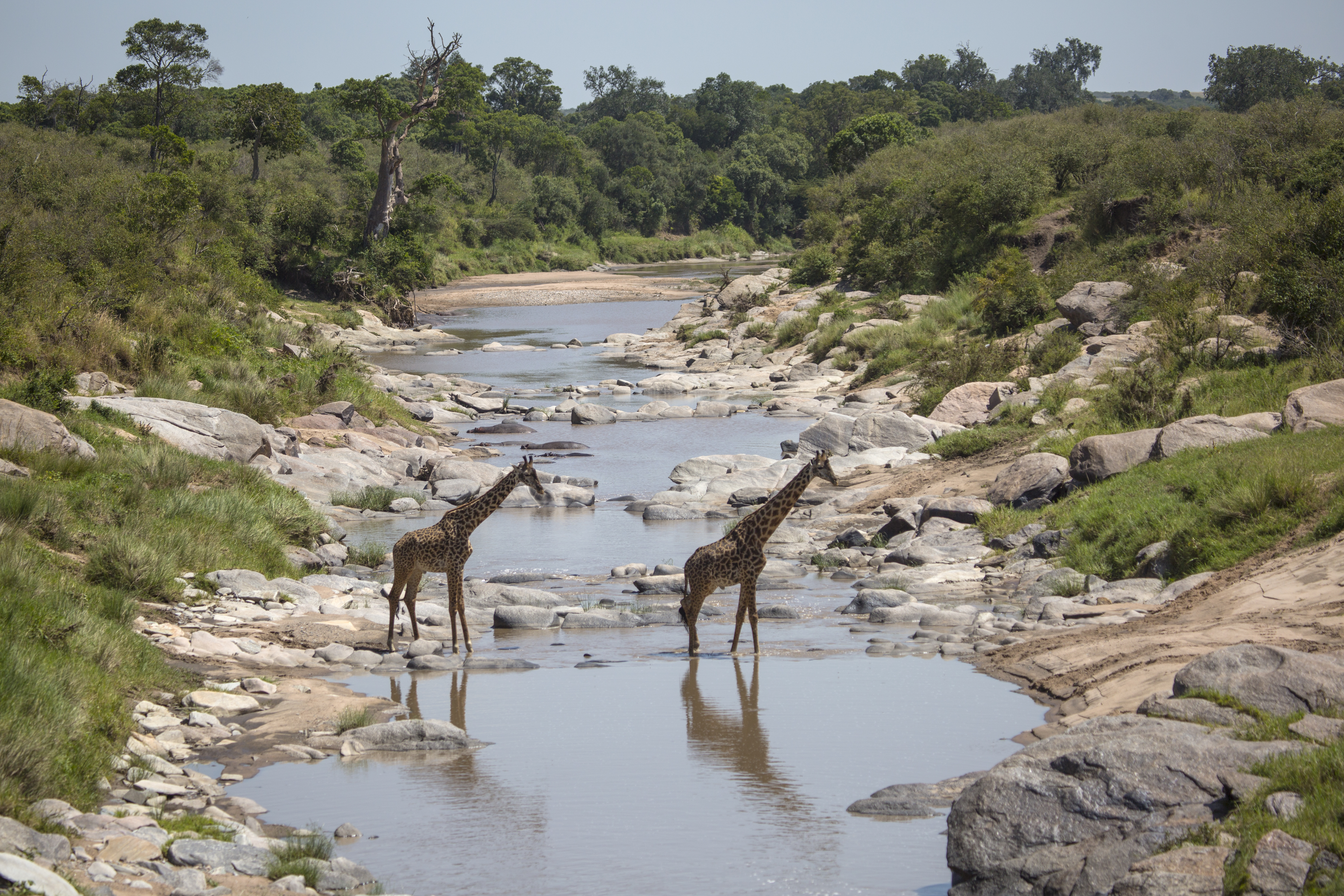14. Giraffe Crossing Rekero River 6R1A7460 Highres