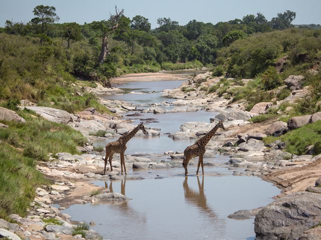14. Giraffe Crossing Rekero River 6R1A7460 Highres