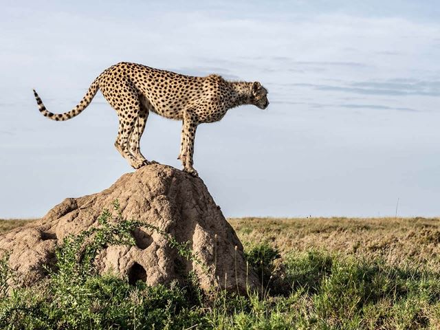 Cheetah On A Kopje In The Serengeti James Lewin
