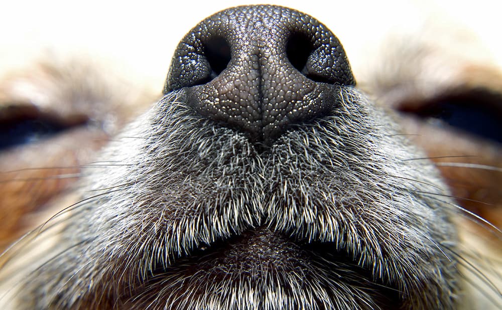 A close up of a dog's nose