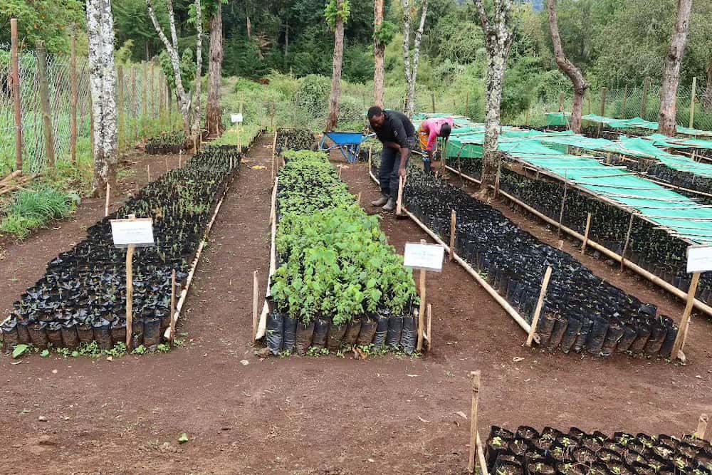 A nursery growing saplings, for replanting in the forest or sustainable logging.
