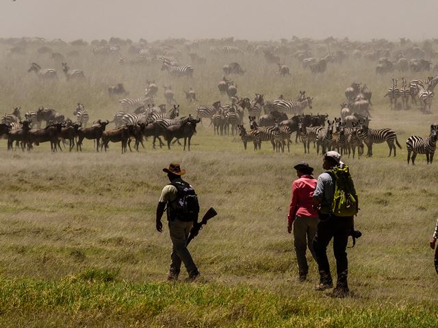 Walk Among the Great Migration: Southern to Central Serengeti