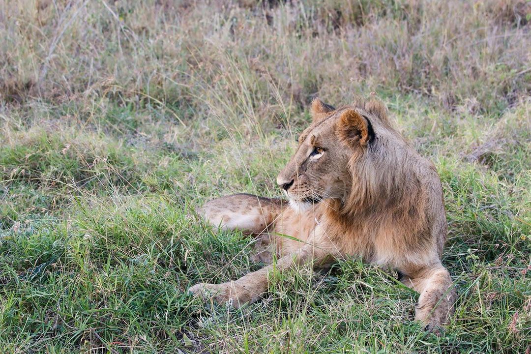 Nairobi Lion In Nairobi National Park