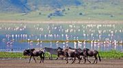 Highlands Ngorongoro Wildebeest And Flamingos HR