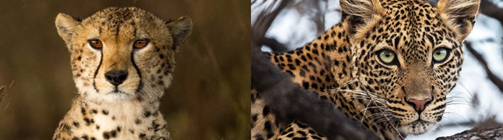 Leopard vs Cheetah: What's The Difference?