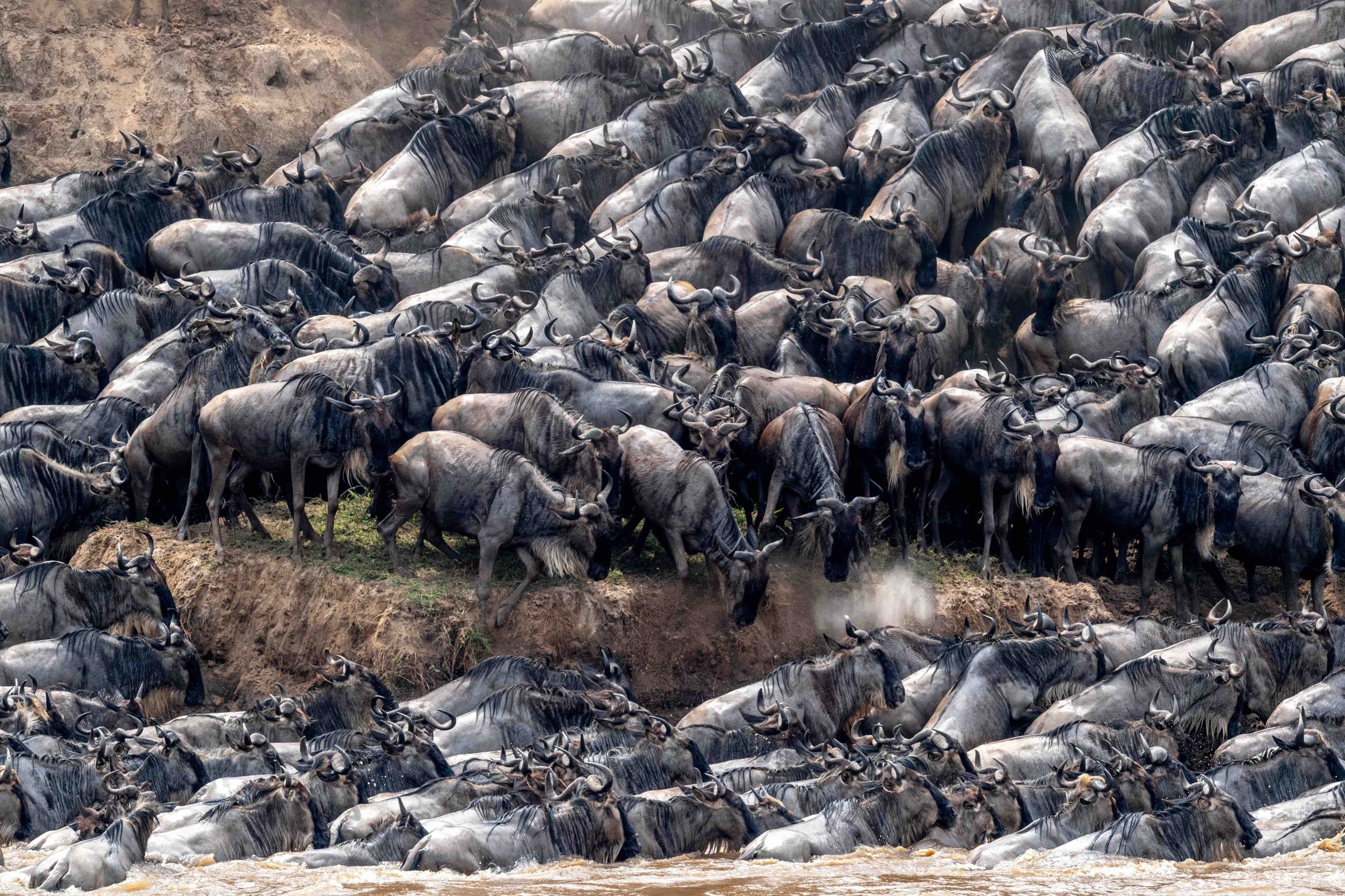 Wildbeest crossing the Mara River