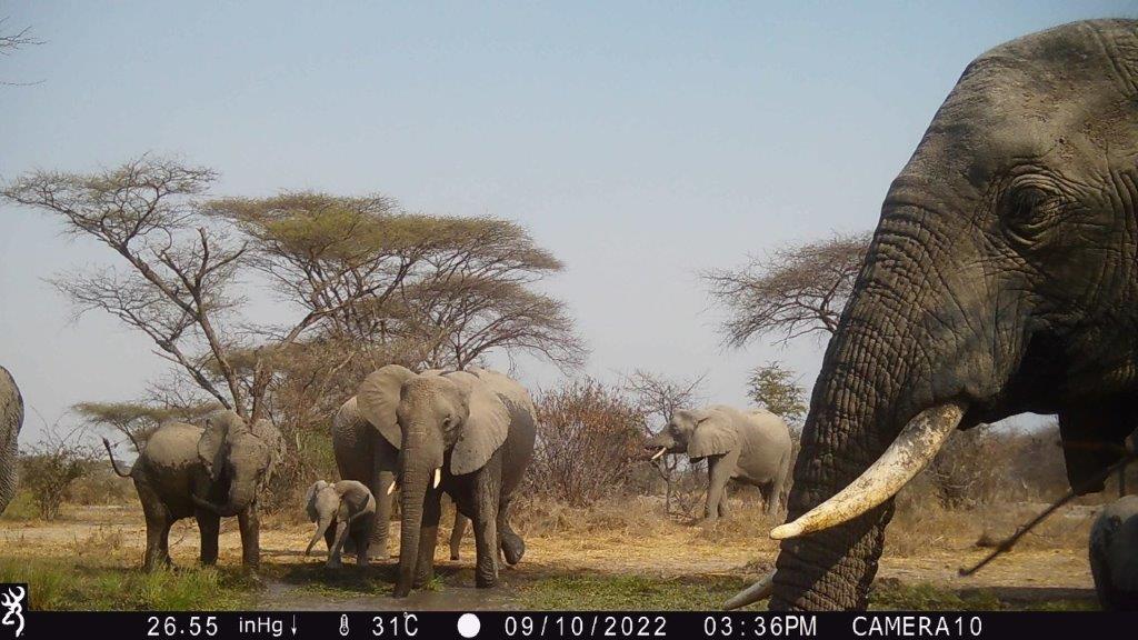 A herd of elephants visit a watering hole where a camera trap is strategically positioned.