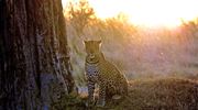 Olpejeta Leopard Kenyasafari MR (1)