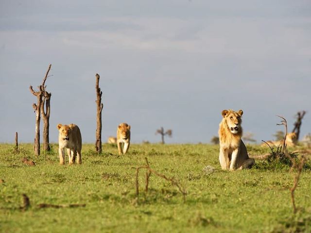 Olpejeta Lions Kenya Safari