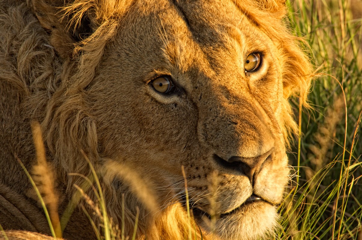 The Highlands Lion Portrait
