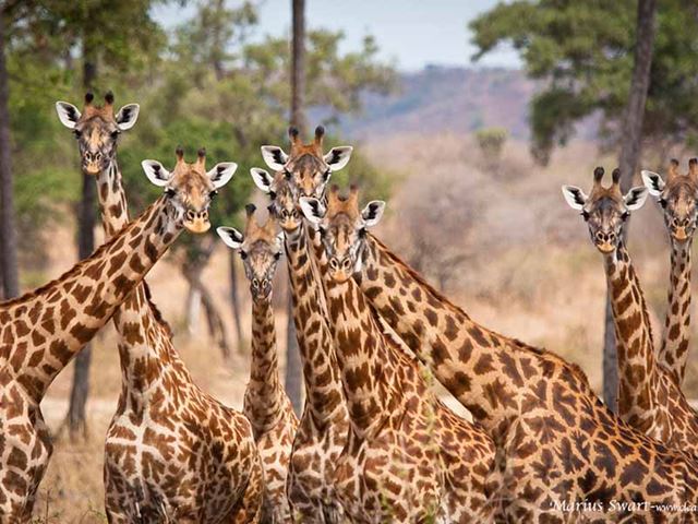 Giraffe-Ruaha-National-Park-Marius-Swart-LR-copy.jpg (2)