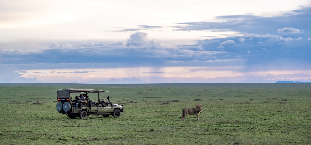 A lone vehicle spends time with a male lion in the Serengeti National Park.