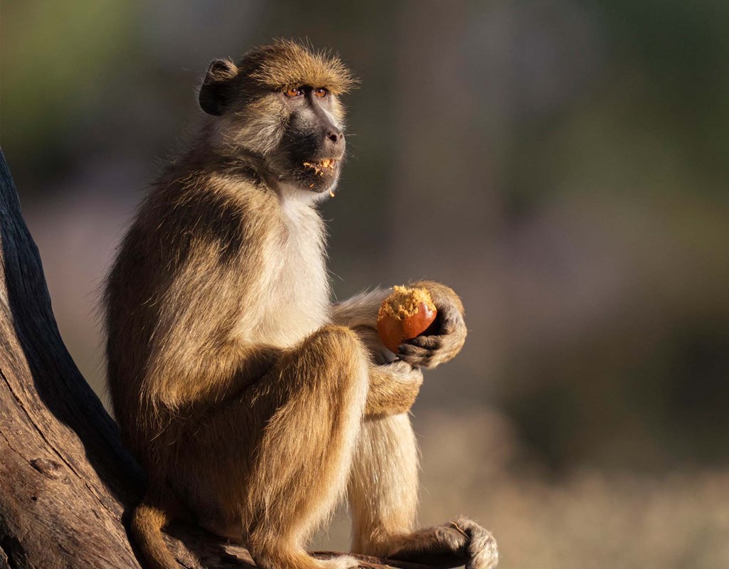 Usangu — A Variety Of Wildlife Populate The Area Including Monkeys