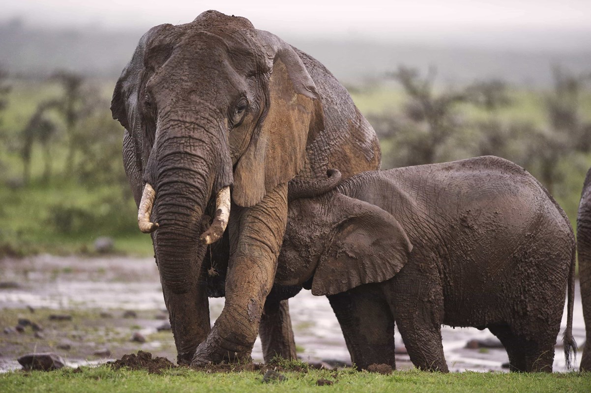 Olpejeta Elephants Kenyasafari HR