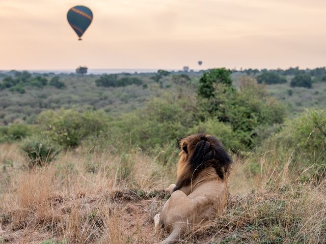Lion Balloon Masai Mara