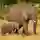 Mummy And Baby Elephant Maasai Mara