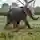 Southern Tanzania Elephant Project (1)