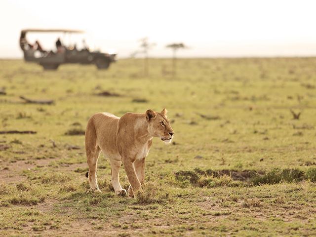 Naboisho Lioness