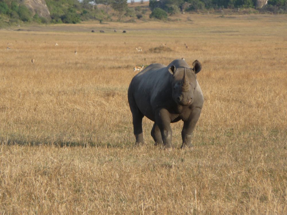 A black rhino on the grassy plains of the Serengeti National Park