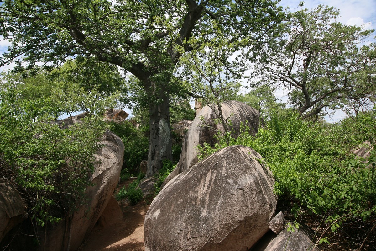 Katie Fewkes5. Central Baobab View 2
