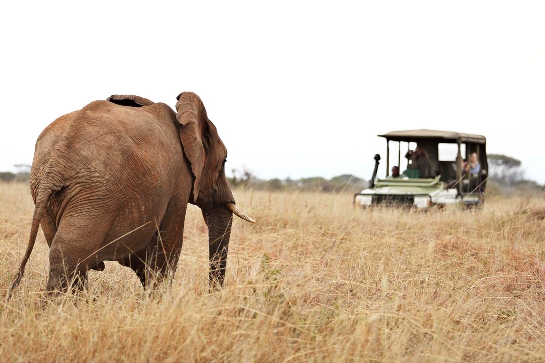 Olivers Camp Game Drives Elephant