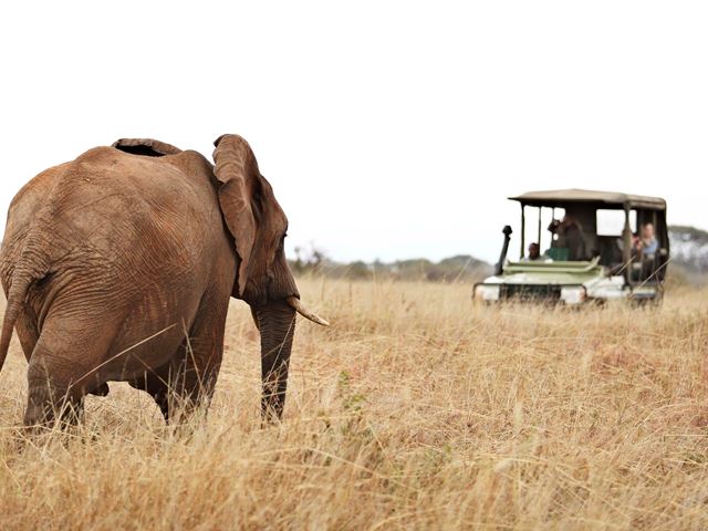 Olivers Camp Game Drives Elephant