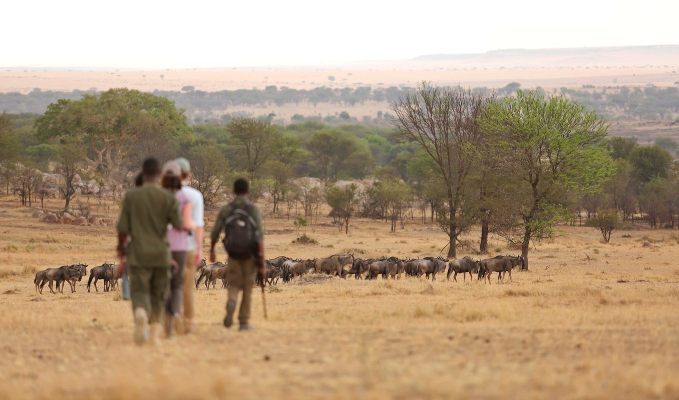 12. Sayari Camp Serengeti Walking With Wildebeest