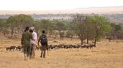 12. Sayari Camp Serengeti Walking With Wildebeest